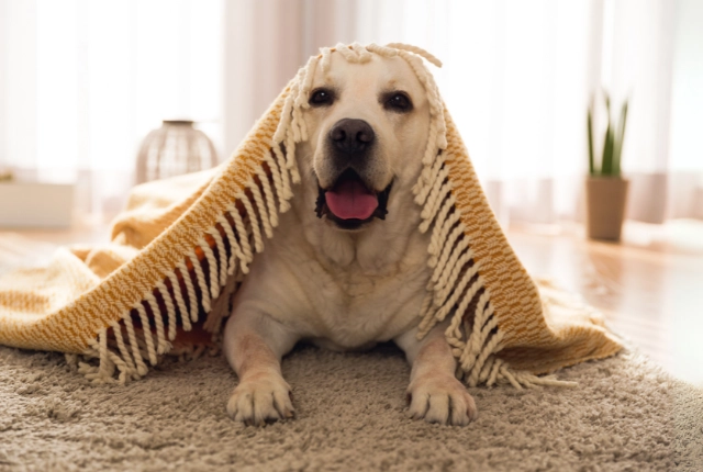 Dog in board and train program in San Antonio, Texas