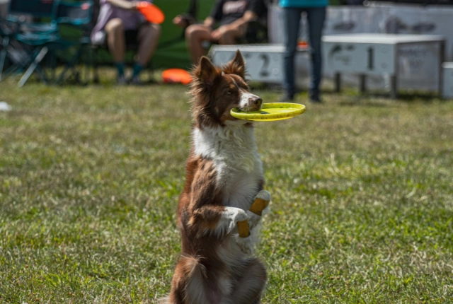 Dog practicing obedience training in San Antonio, Texas