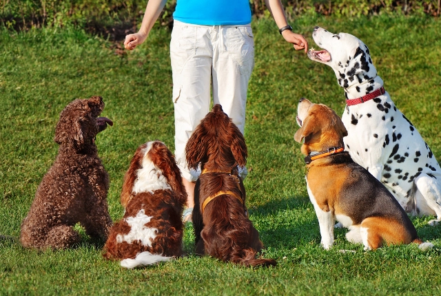 Dog participating in group training class in San Antonio, Texas