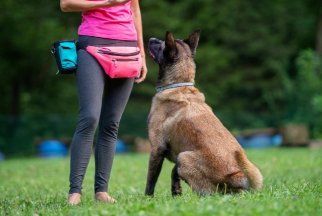 Dog during private training session in San Antonio, Texas