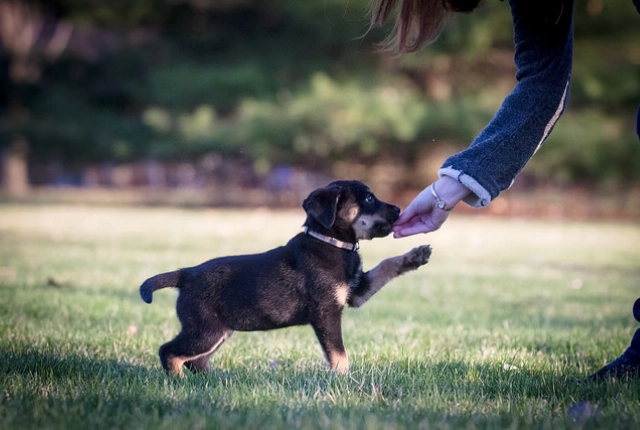 Puppy in training in San Antonio, Texas